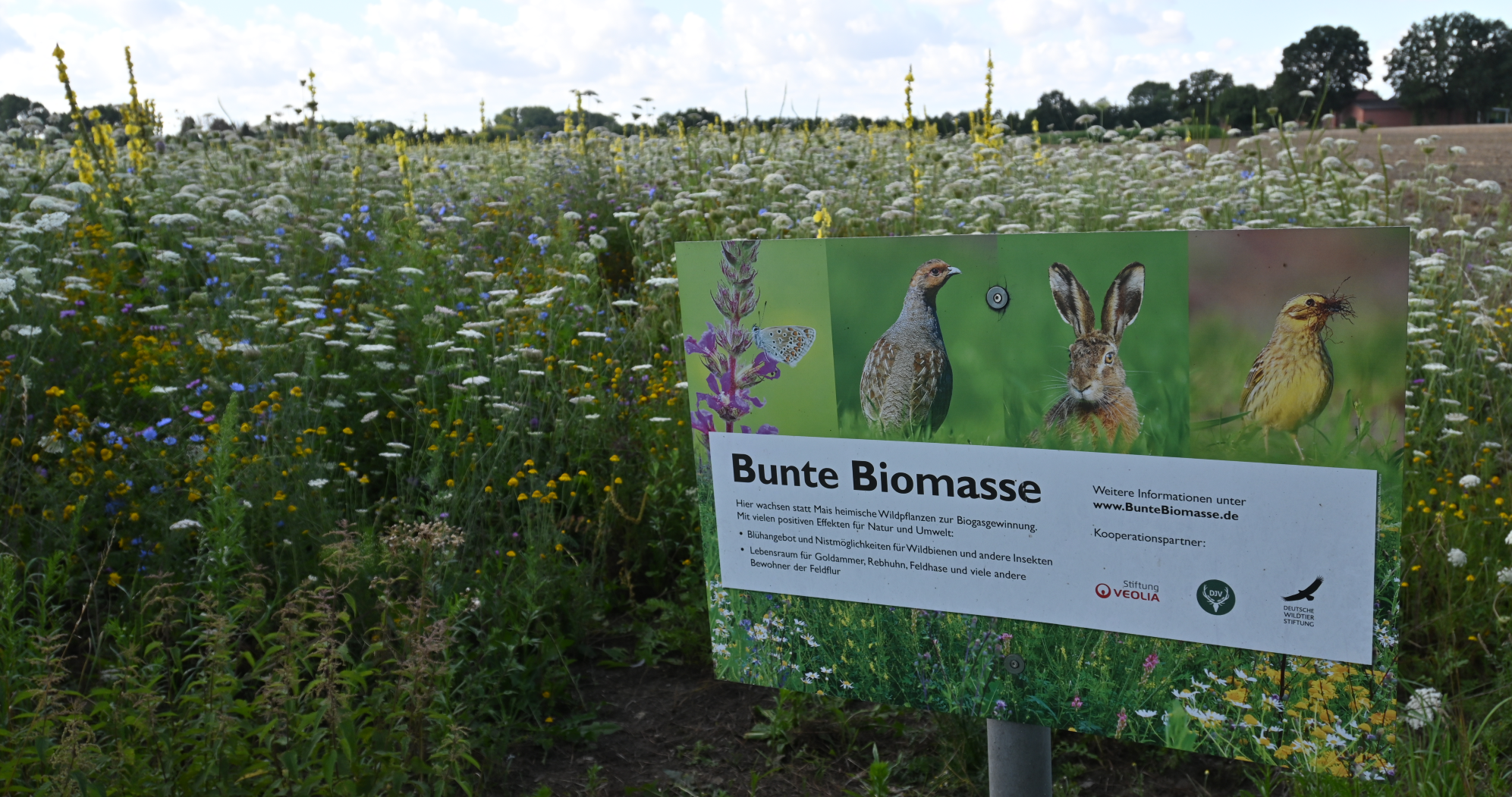 Bunte Biomasse als Vielfalt- fördernder Energieträger